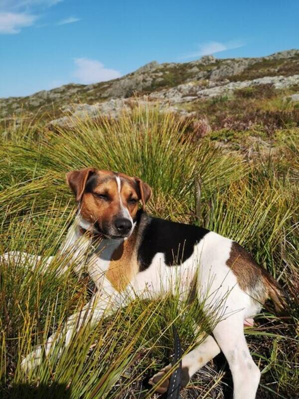 Hund - Danski Leo Hund - Danski Leo