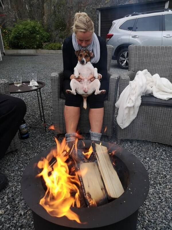 Hund - Danski Leo Hund - Danski Leo