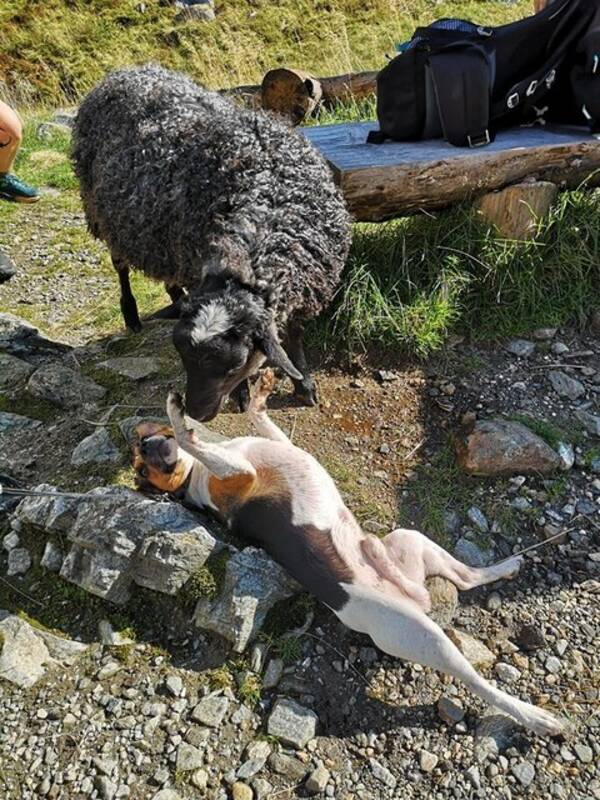 Hund - Danski Leo Hund - Danski Leo