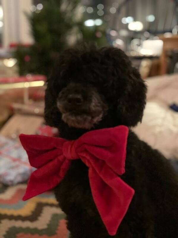 Hund - Ludcig Hund - Ludcig