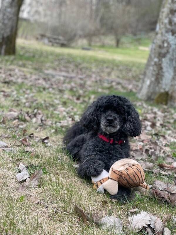 Hund - Ludcig