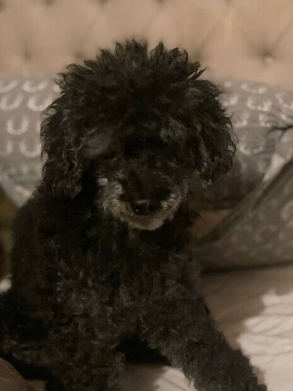 Hund - Lotta Hund - Lotta