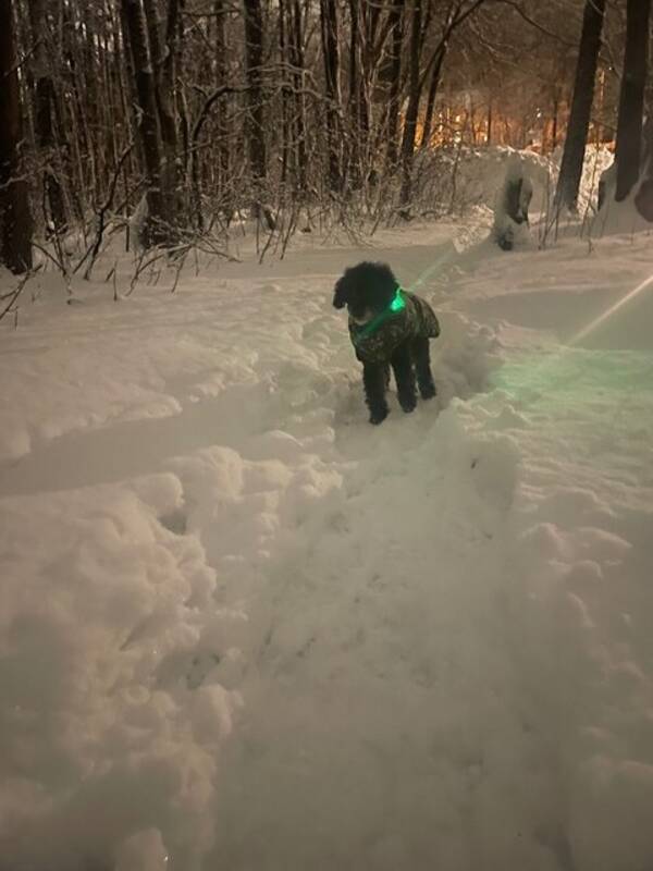 Hund - Lotta Hund - Lotta