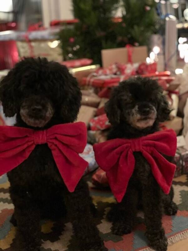 Hund - Lotta Hund - Lotta