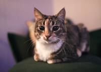 Katten mästis Katten mästis