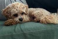 Maltipoon Sigge Maltipoon Sigge