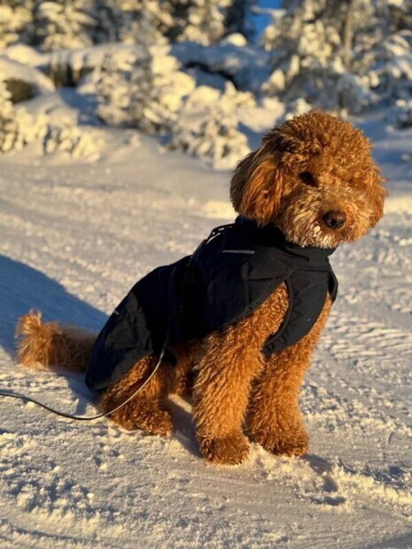 Hund - Ruby puddel Hund - Ruby puddel