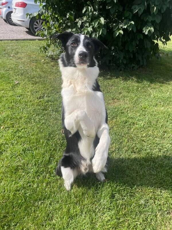 Hund - Border collien Skip