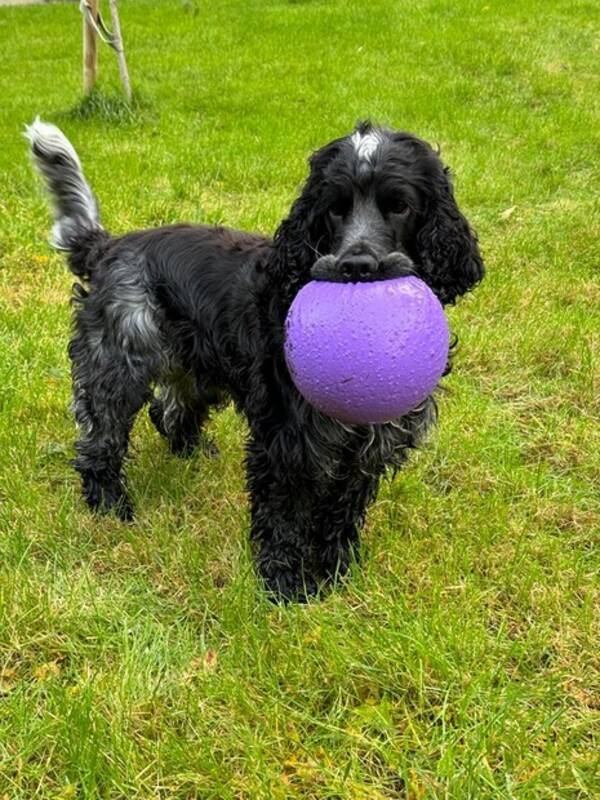 Hund - Cocker spaniel