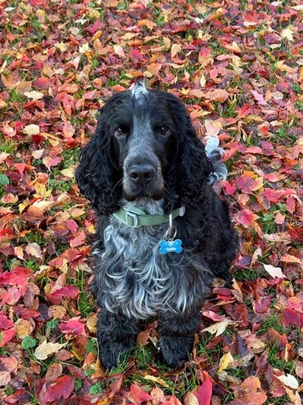 Hund - Cocker spaniel