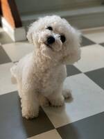 Bichon frise 2,5 r 