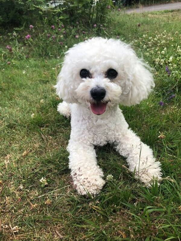 Hund - Bichon frise 2,5 r 