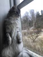 Sibiriska katten Sniff Sibiriska katten Sniff