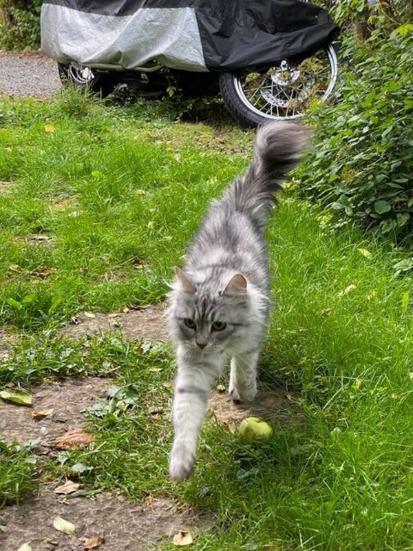 Katt - Sibiriska katten Sniff