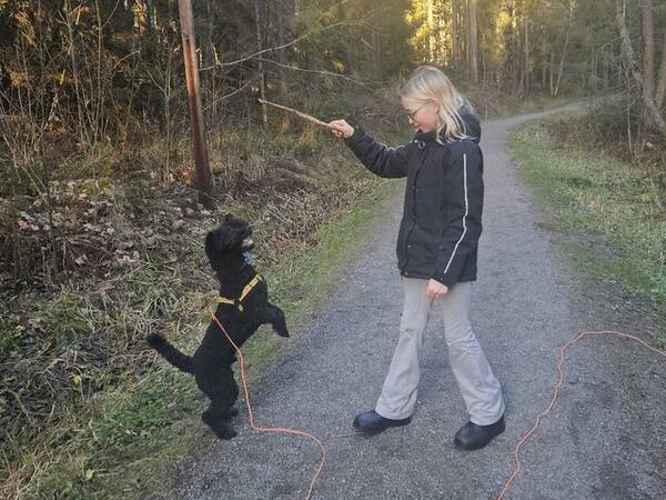 Hund - Mellompuddel Bobby