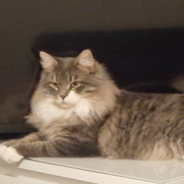 Katt - Teo