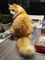 13 åriga Gibson 13 åriga Gibson