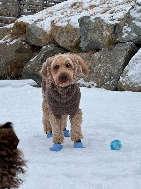 Hund - Doodledoodle Luna Hund - Doodledoodle Luna