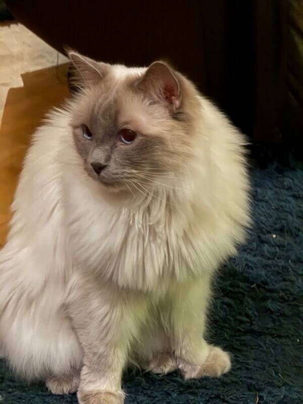 Katt - Ragdoll Katt - Ragdoll
