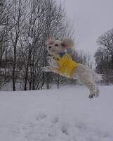 Cockerpoo (pudelmix) Cockerpoo (pudelmix)