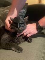 Katten Chockis Katten Chockis