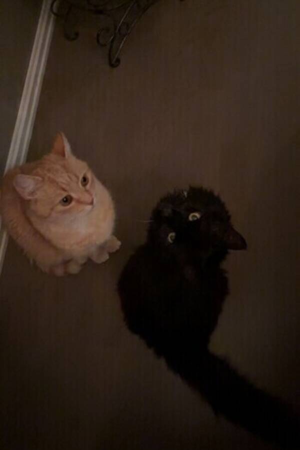 Katt - Gul: Lillepus, Svart: Svarten  Katt - Gul: Lillepus, Svart: Svarten