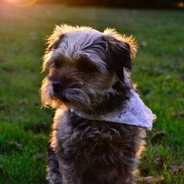 Hund - Border Terrier Zara