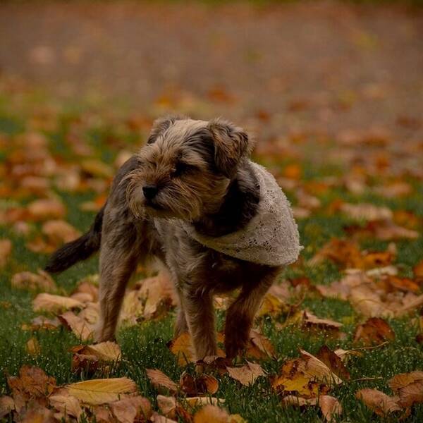 Hund - Border Terrier Zara