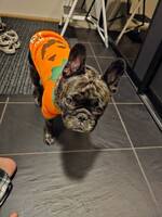 Fransk Bulldog Fransk Bulldog