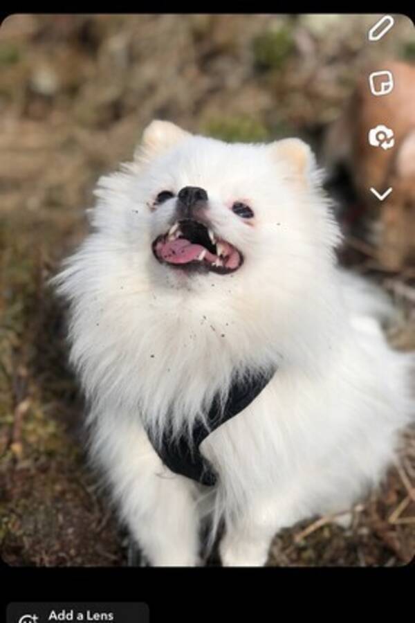 Hund - Pomeranien  Hund - Pomeranien