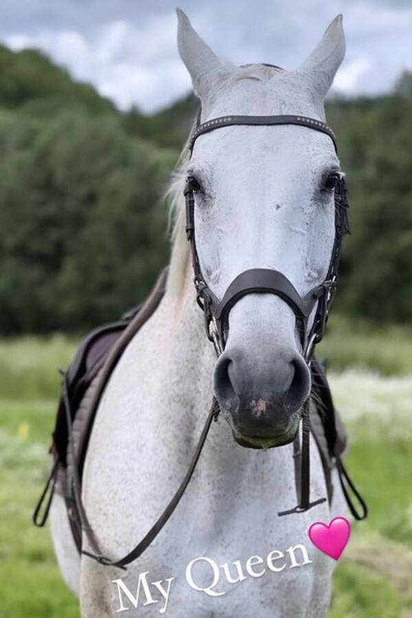 Hund - Pomeranien  Hund - Pomeranien