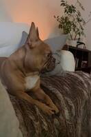 Fransk bulldog Bolle