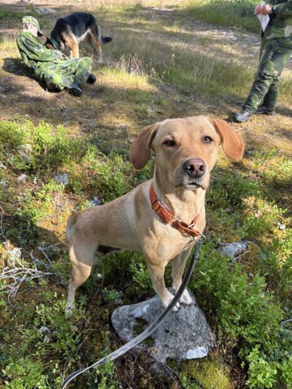 Hund - Labrador retriever 