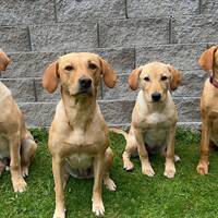 Labrador 