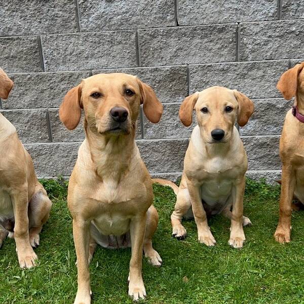 Hund - Labrador retriever 