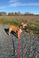 Fransk bulldog Cleo Fransk bulldog Cleo