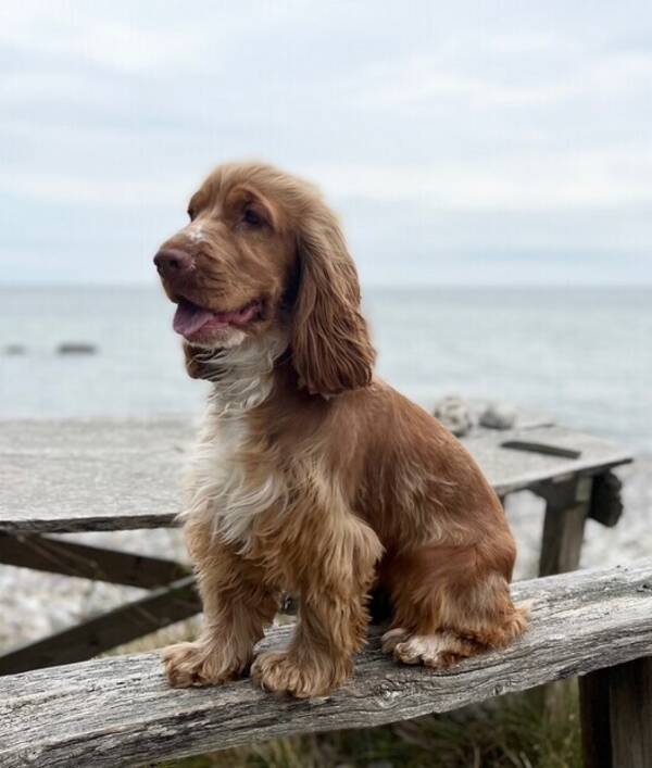 Hund - Cocker spaniel