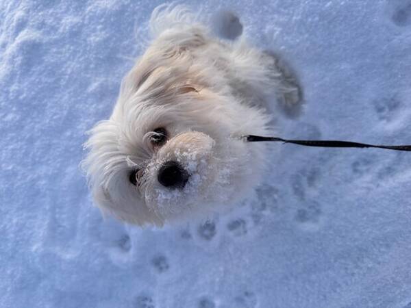 Hund - Maltipom 