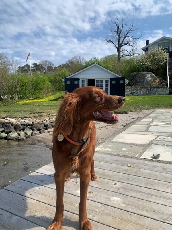 Hund - Irsk setter