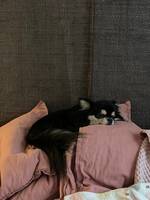 Långhårig Chihuahua Louis Långhårig Chihuahua Louis