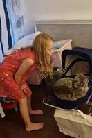 Bondkatt Bella Bondkatt Bella