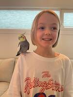 Nymfekakaduen Romeo Nymfekakaduen Romeo