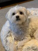 Malteser blandning Selma Malteser blandning Selma