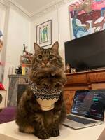 Brown tabby katt Brown tabby katt