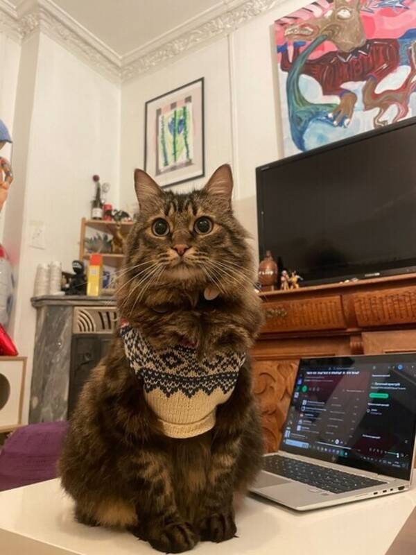 Katt - Brown tabby katt Katt - Brown tabby katt