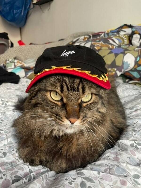 Katt - Brown tabby katt Katt - Brown tabby katt