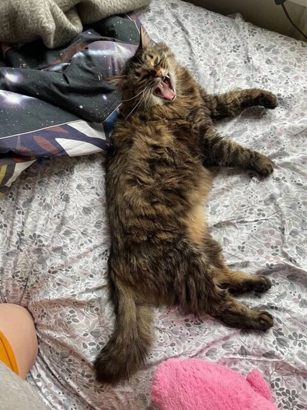 Katt - Brown tabby katt Katt - Brown tabby katt