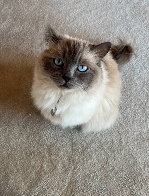 Katt - Selma Ragdoll Katt - Selma Ragdoll