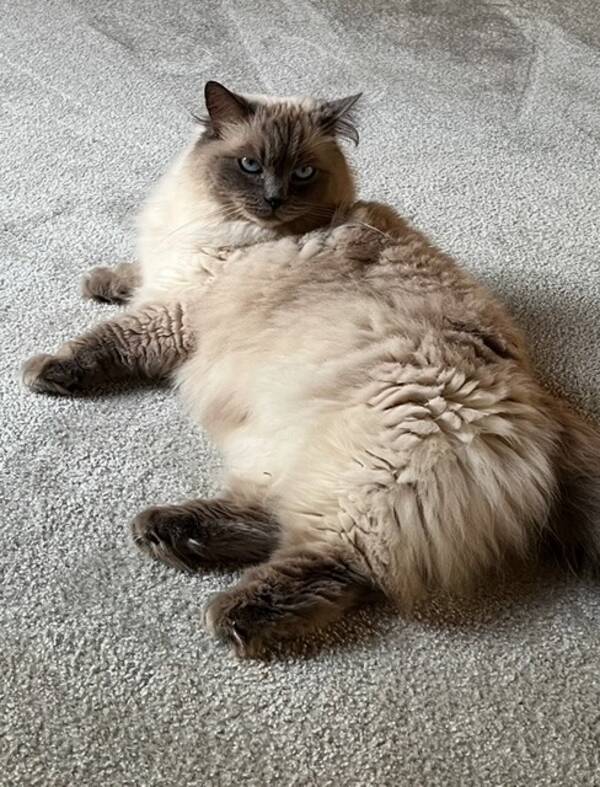Katt - Selma Ragdoll Katt - Selma Ragdoll