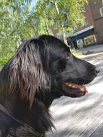 Athos, en 5-årig Flatt Coated Retriver Athos, en 5-årig Flatt Coated Retriver